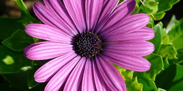 gerbera-8212_640