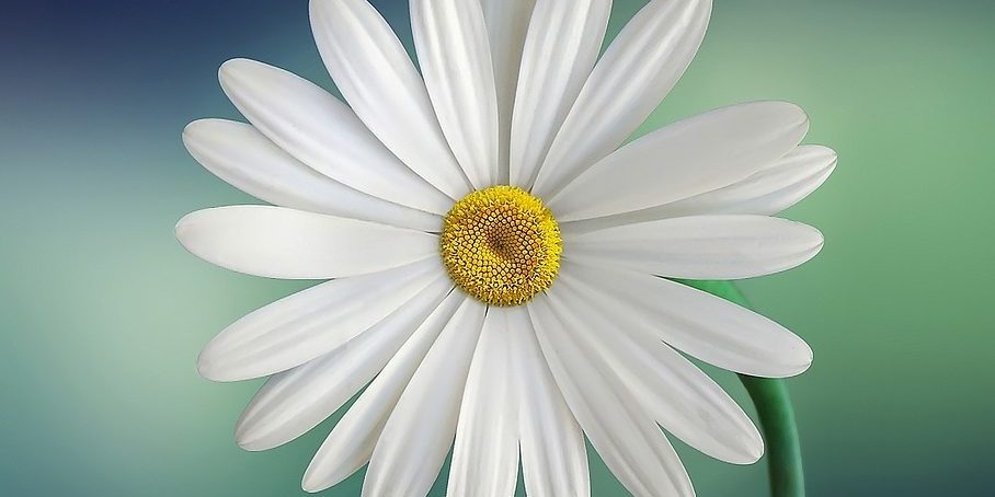 marguerite-729510_1280